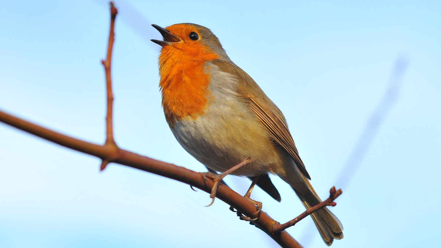 image of a bird singing
