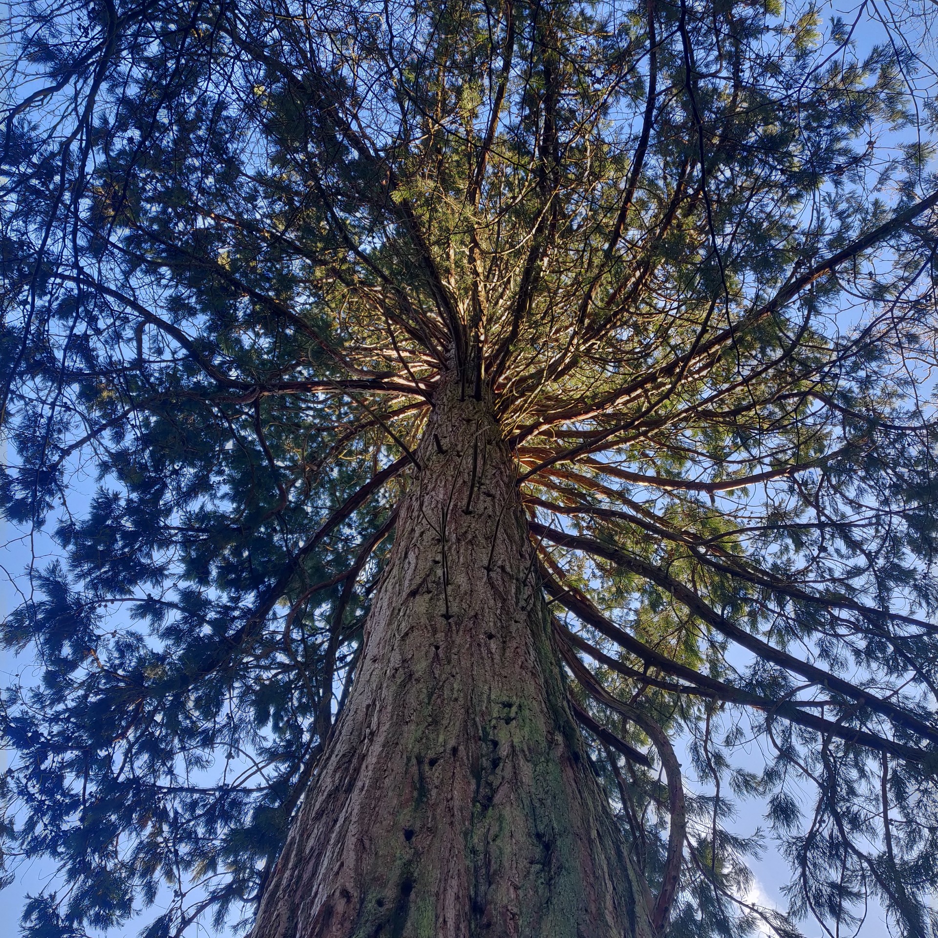 picture of a big tree